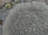 Aspicilia cinerea