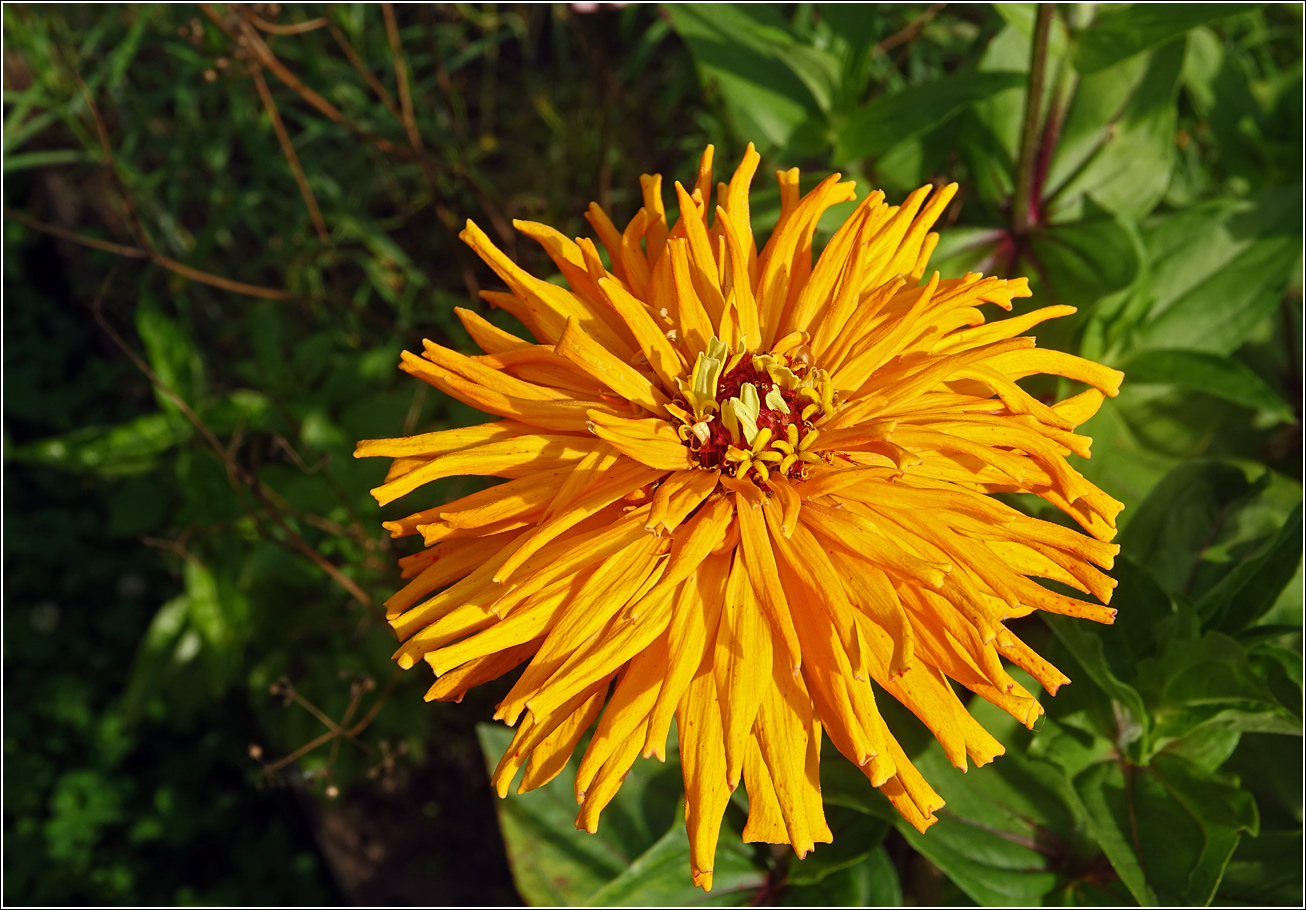 Image of Zinnia elegans specimen.