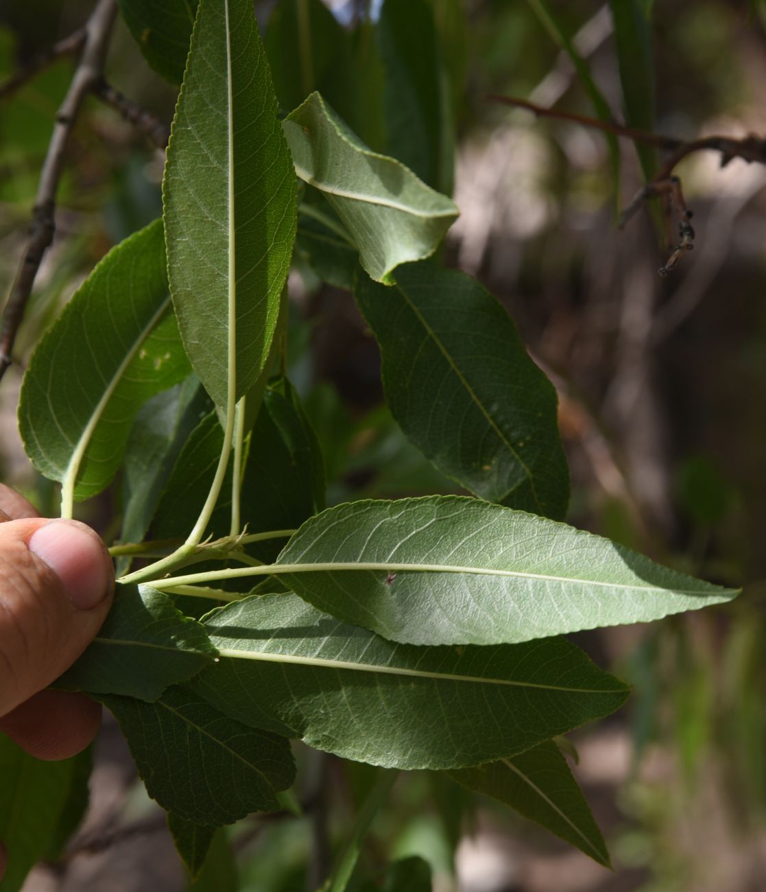 Image of Unknown species specimen.