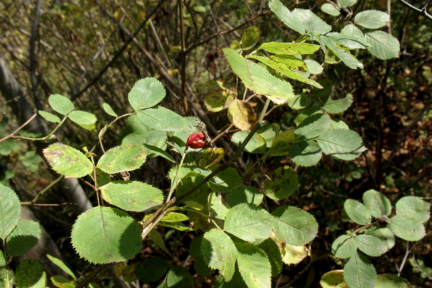 Image of Rosa acicularis specimen.