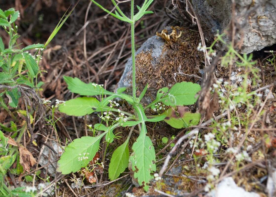 Изображение особи Knautia integrifolia.