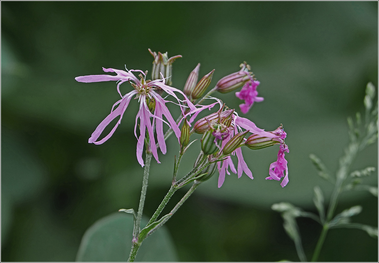 Изображение особи Coccyganthe flos-cuculi.