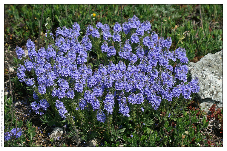 Image of Veronica prostrata specimen.