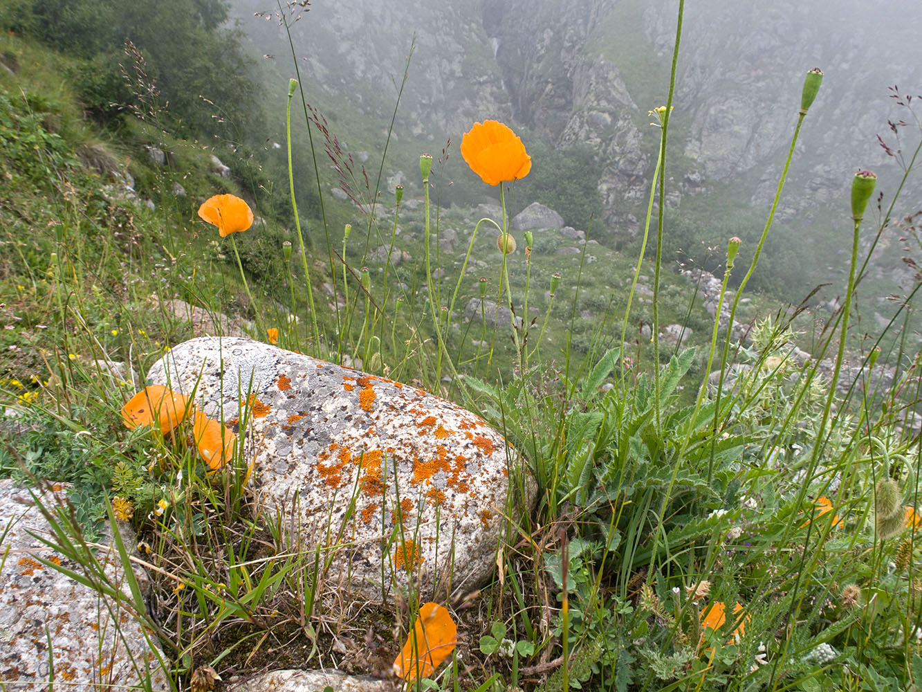 Image of Papaver oreophilum specimen.