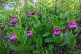 Cypripedium macranthos. Цветущие растения. Камчатский край, Мильковский р-н, пр. борт дол. р. Ср. Авача, залесённый склон сопки, ≈ 790 м н.у.м., каменноберезняк. 03.07.2025.