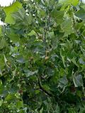 Platanus orientalis. Часть ветви с соплодиями. Китай, г. Шанхай, в культуре. 26.05.2025.