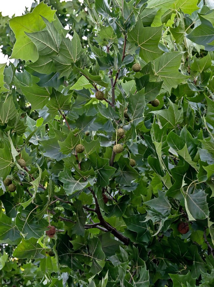 Изображение особи Platanus orientalis.