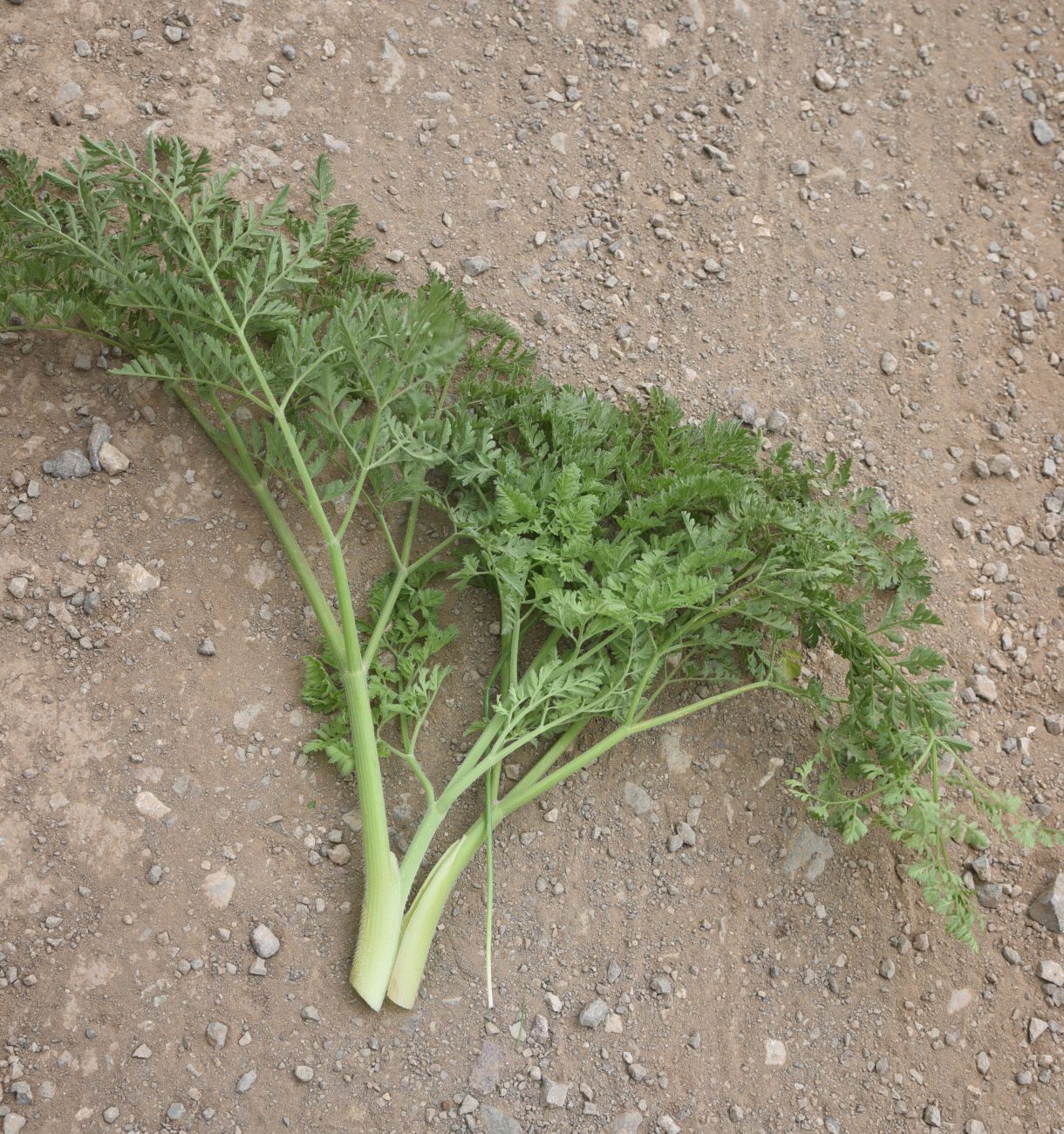 Изображение особи семейство Apiaceae.