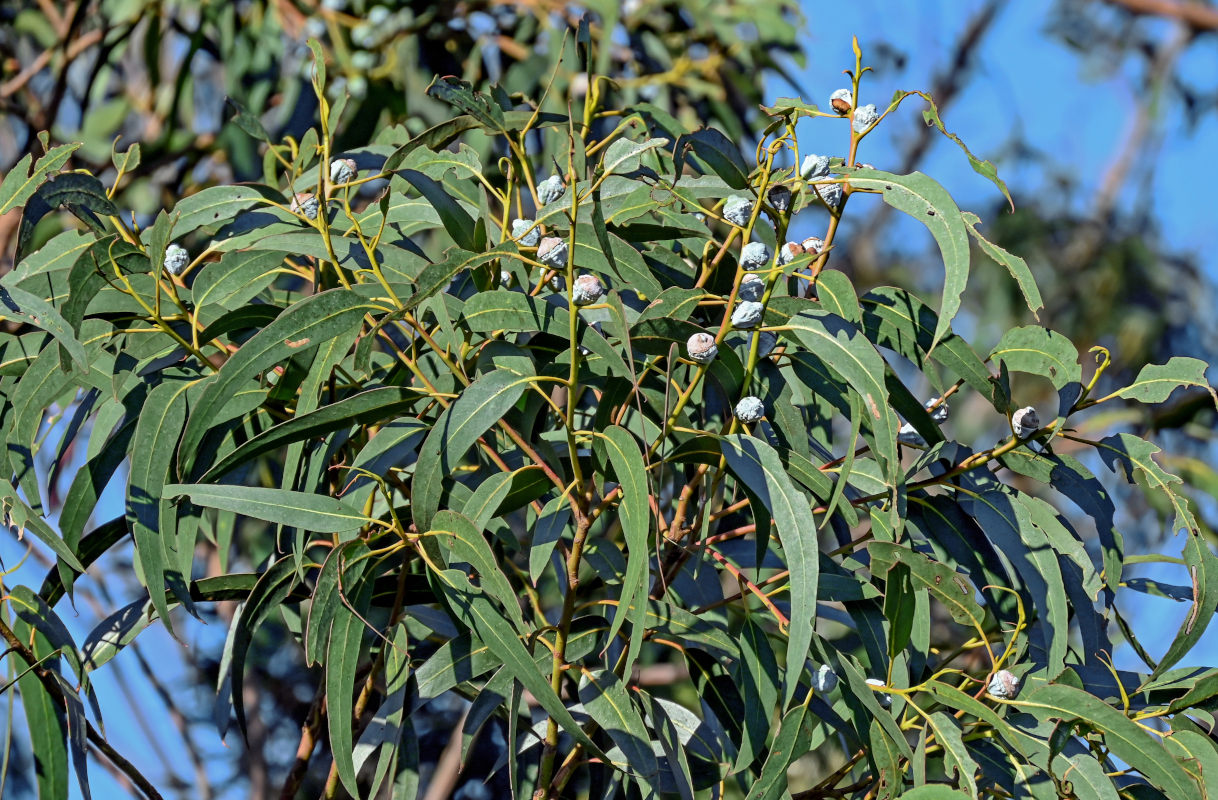 Изображение особи Eucalyptus globulus.