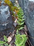 Cystopteris fragilis. Вайи. Карелия, Сортавальский р-н, Кааламское сельское поселение, пос. Рускеала, парк «Рускеала», между камнями. 12.06.2024.