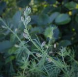 Delphinium ajacis. Верхушка побега с соцветием в бутонах. Абхазия, Гудаутский р-н, окр. с. Лдзаа, берег речки. 08.06.2025.