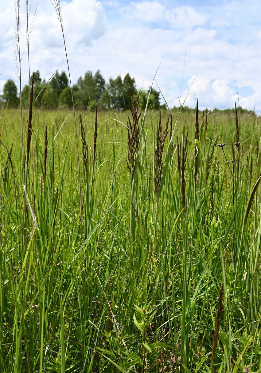 Image of genus Calamagrostis specimen.