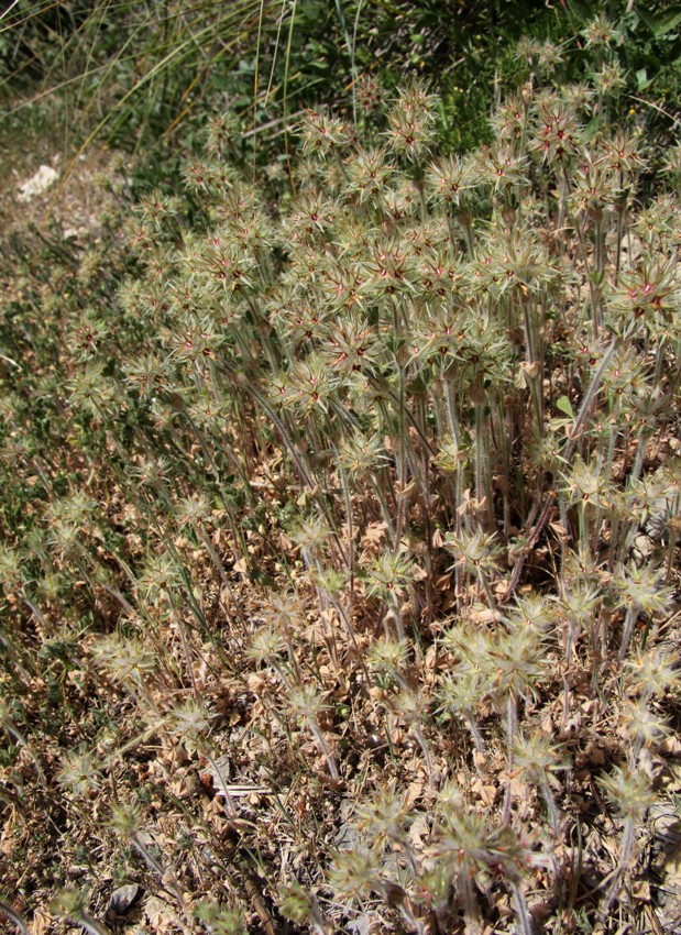 Изображение особи Trifolium stellatum.