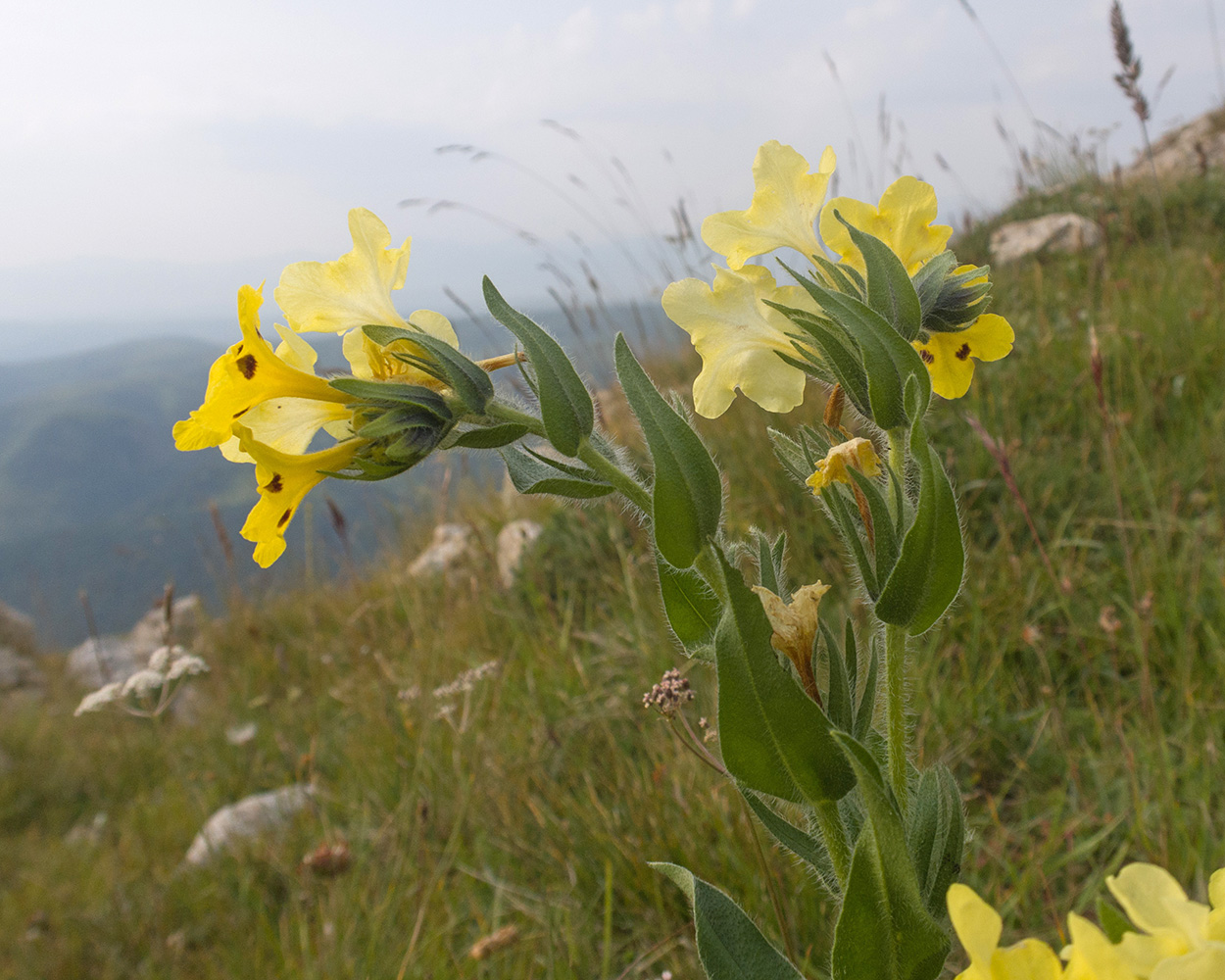 Image of Huynhia pulchra specimen.