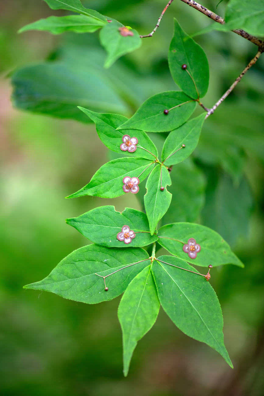 Изображение особи Euonymus pauciflorus.
