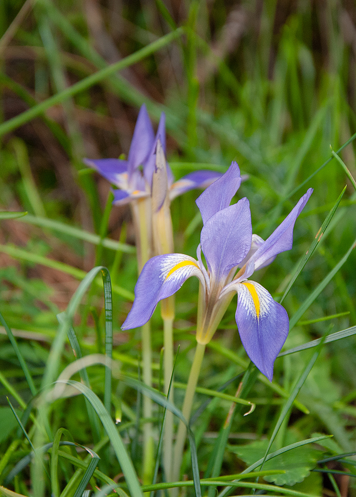 Image of Iris unguicularis ssp. carica specimen.