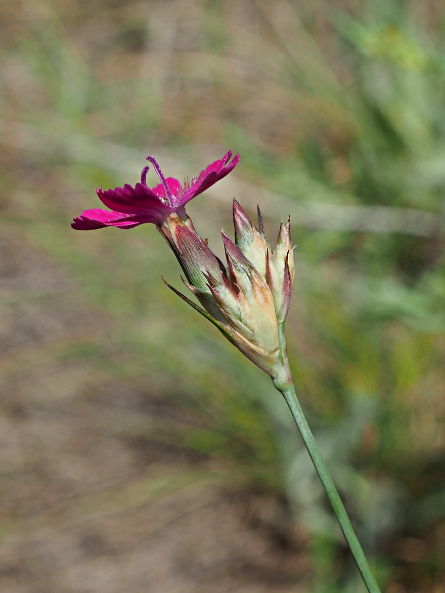 Изображение особи Dianthus borbasii.