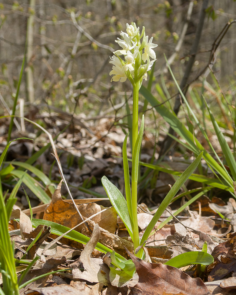 Изображение особи Dactylorhiza romana ssp. georgica.