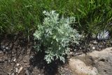 genus Artemisia. Вегетирующее растение. Грузия, край Самцхе-Джавахети, край Эрушетского нагорья (800 м до заброшенного селения Зеда-Тмогви), выс. 1800 м н.у.м., обочина дороги. 29 мая 2025 г.