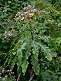 род Sonchus. Верхушка цветущего и плодоносящего растения. Португалия, о-в Мадейра, национальный парк \"Рибейру-Фриу\", ≈ 1400 м н.у.м., опушка лаврового леса. 20.08.2025.
