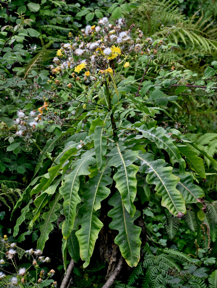 Изображение особи род Sonchus.