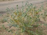 genus Astragalus