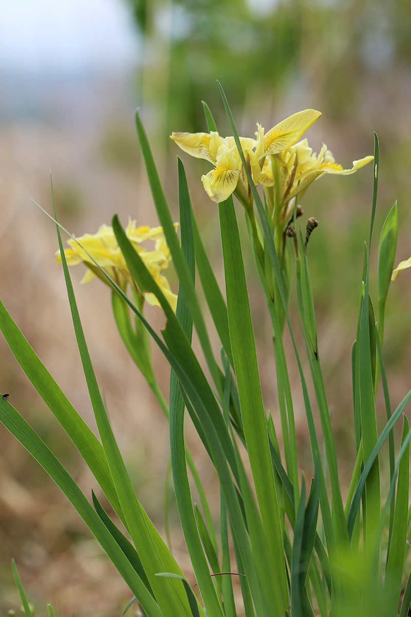 Image of Iris vorobievii specimen.