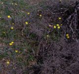 Ranunculus gramineus