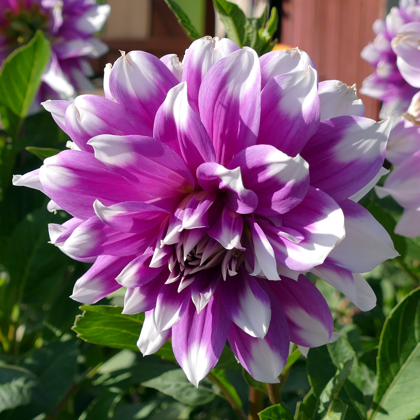 Image of Dahlia × cultorum specimen.