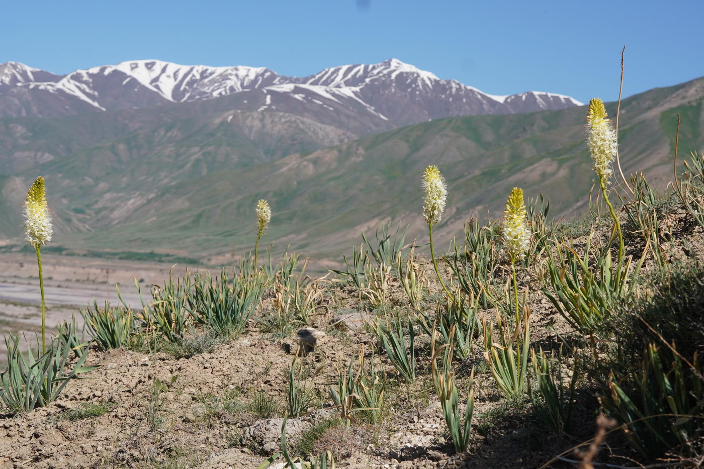 Изображение особи род Eremurus.