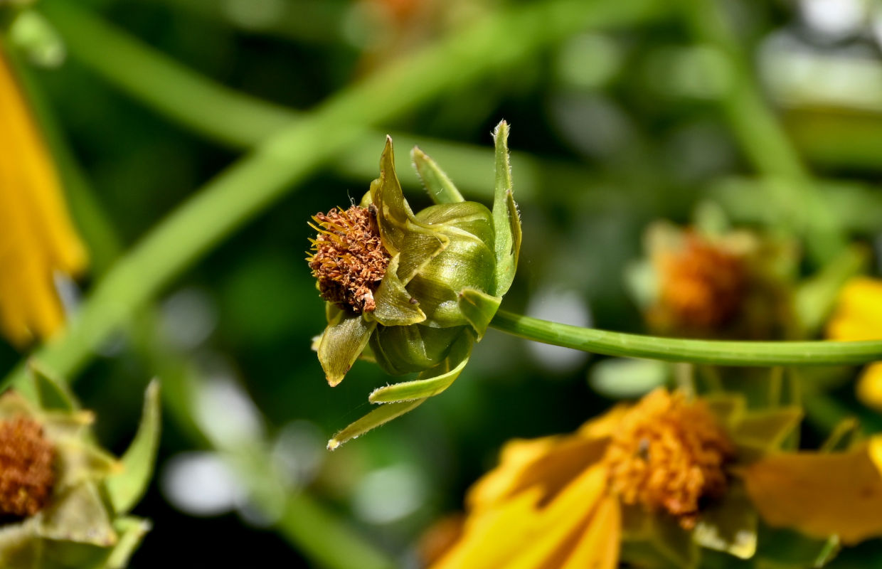 Image of Coreopsis grandiflora specimen.