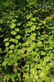 Philadelphus coronarius. Побеги. Ленинградская обл., пос. Карташевская, дачный участок, в культуре. 01.08.2026.