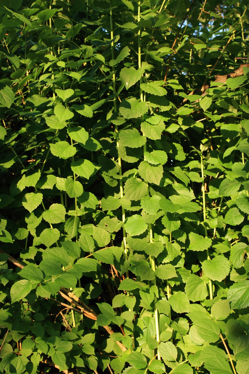 Изображение особи Philadelphus coronarius.