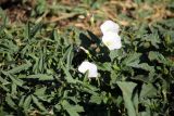 Convolvulus arvensis. Цветущее растение. Республика Дагестан, Ахтынский р-н,. с.Ахты. Садовый участок. 09.08.2026.