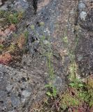 familia Dipsacaceae. Отцветающее и плодоносящее растение. Турция, ил Артвин, дер. Баглик, открытый участок террасы, горная степь, у выхода скалы. 12 июня 2026 г.