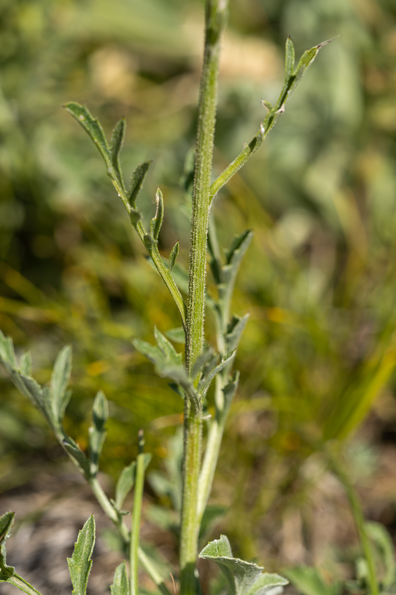 Изображение особи Psephellus caucasicus.