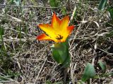 Tulipa zenaidae