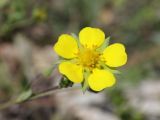 genus Potentilla. Цветок. Таджикистан, Горно-Бадахшанская автономная обл., Шугнанский р-н, окр. кишлака Нимос, дол. р. Гунт, ≈ 2810 м н.у.м., поляна среди зарослей кустарников. 15 июля 2026 г.