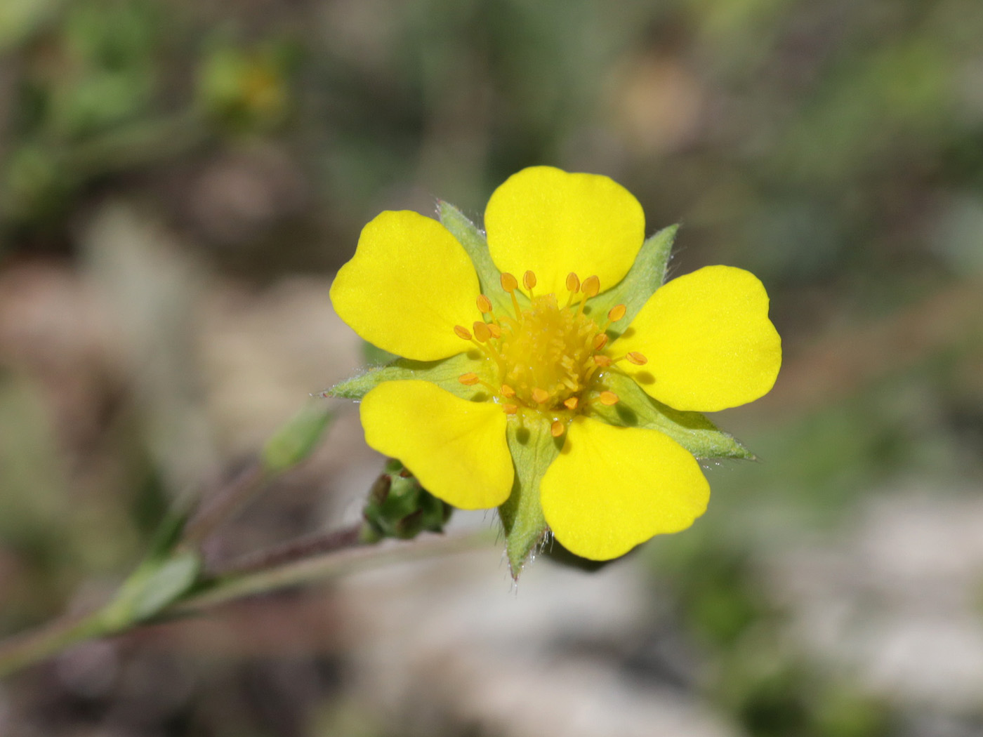 Image of genus Potentilla specimen.