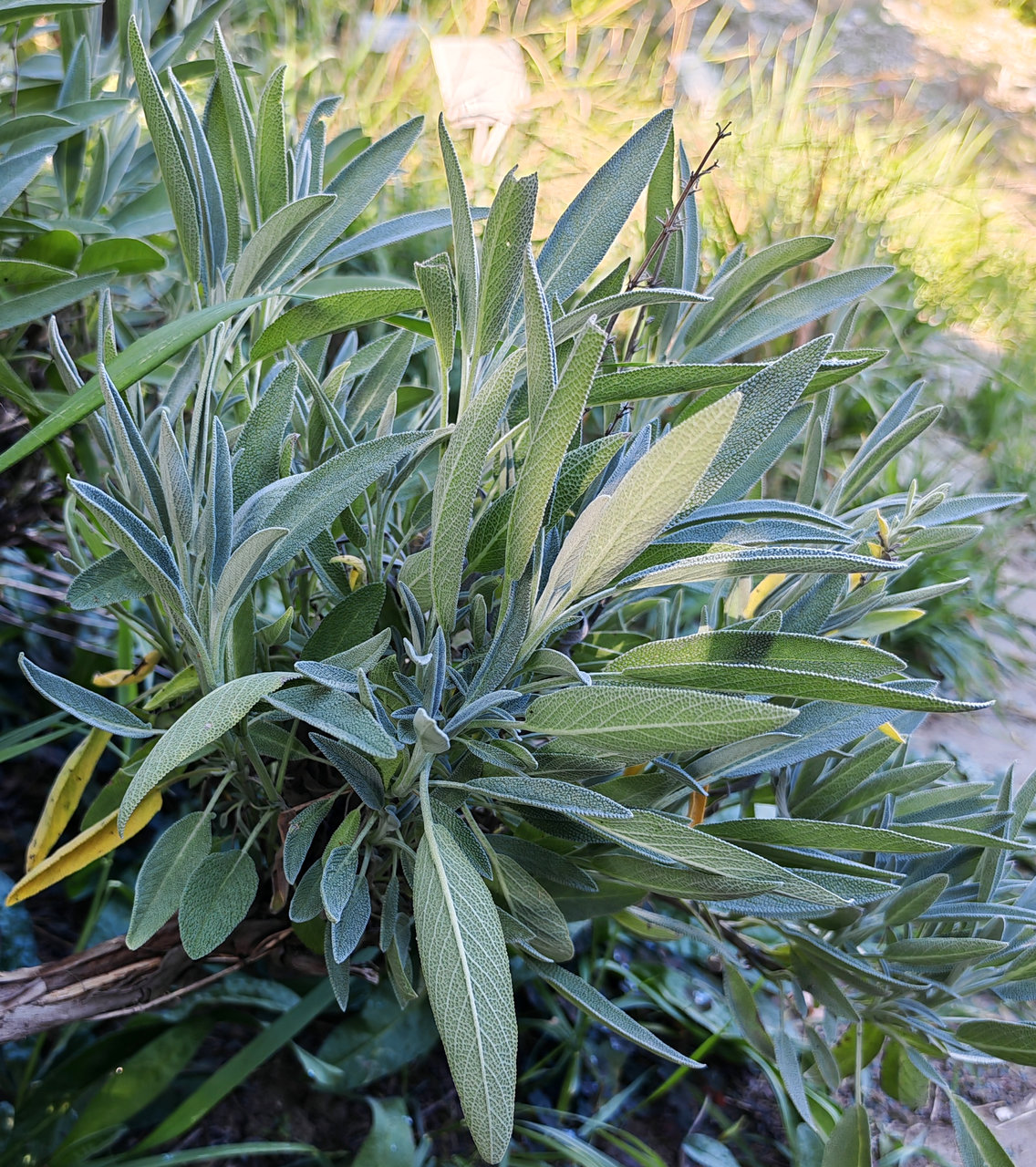 Image of Salvia officinalis specimen.
