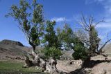 genus Populus. Взрослые деревья. Киргизия, Баткенская обл., Баткенский р-н, окр. с. Самаркандык, Туркестанский хр., горы Сары-Тоо, уроч. Мадыген, оазис с многочисленными родниками. 5 мая 2025 г.
