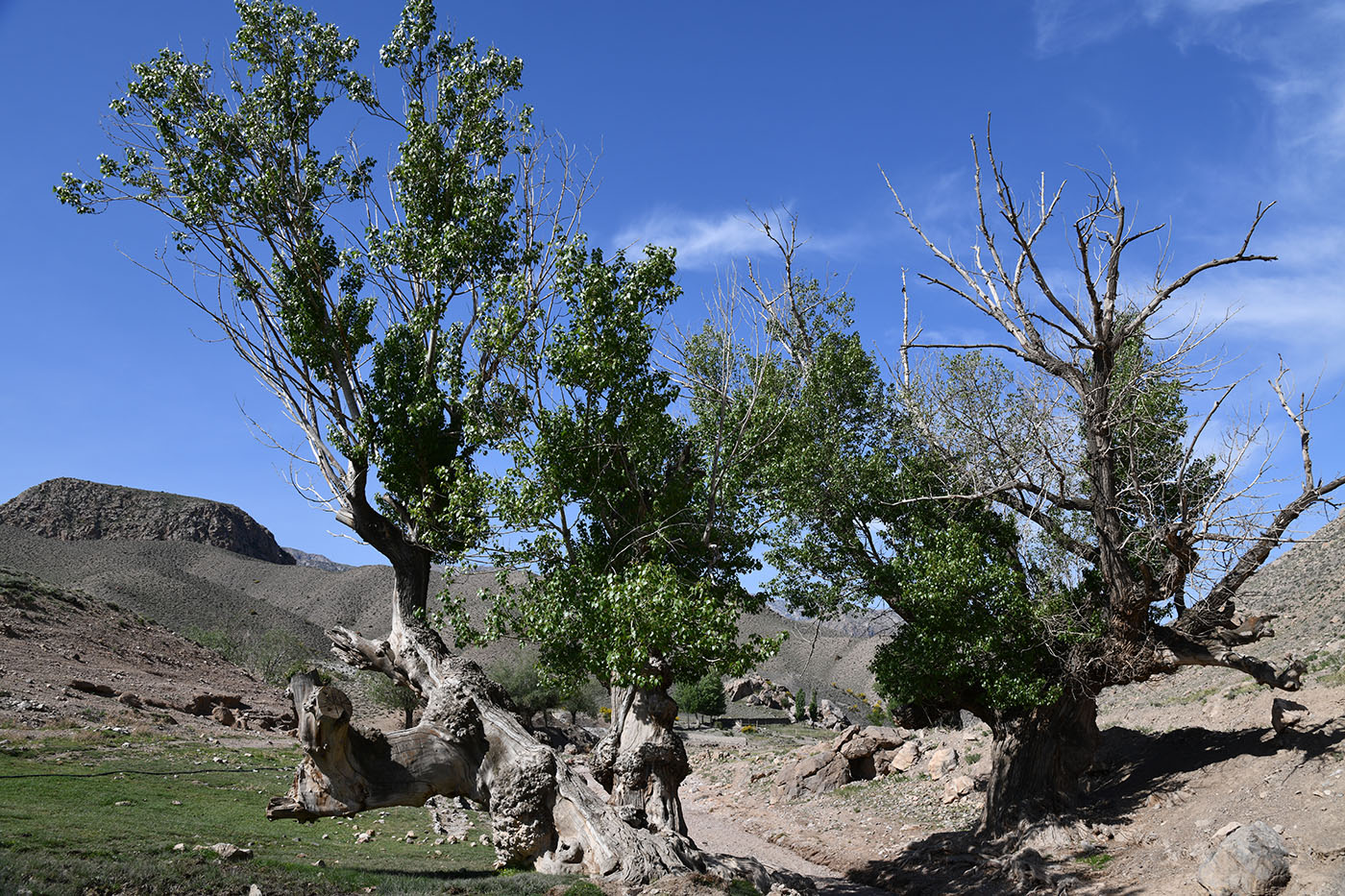 Image of genus Populus specimen.