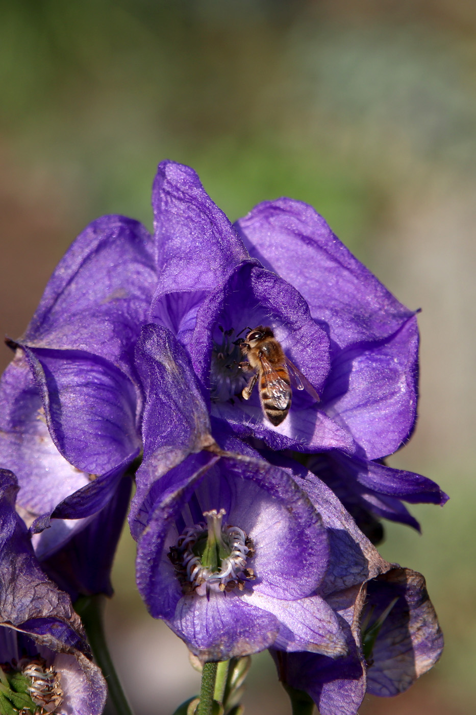 Image of genus Aconitum specimen.