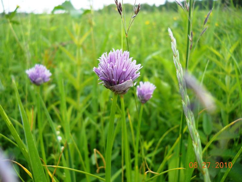 Image of Allium schoenoprasum specimen.