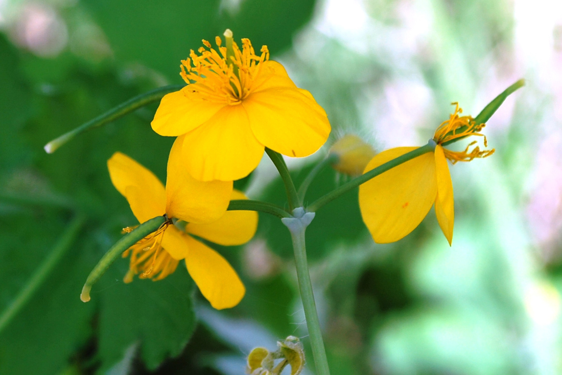 Изображение особи Chelidonium majus.