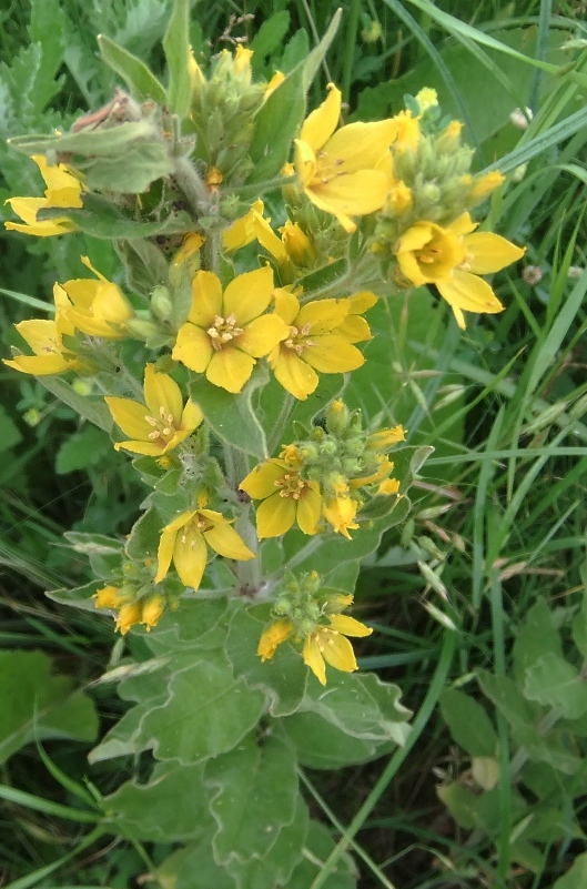 Изображение особи Lysimachia verticillaris.