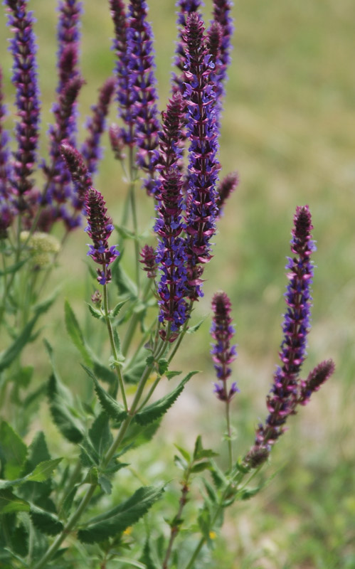 Image of Salvia tesquicola specimen.