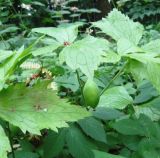 Sinopodophyllum hexandrum