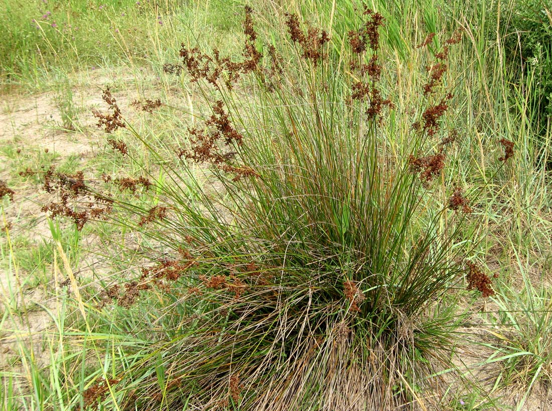 Изображение особи Juncus maritimus.