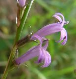 Lobelia urens